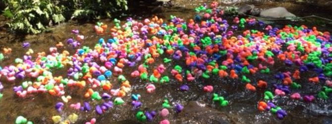 数以百计的塑料鸭漂浮在布鲁克