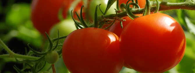 红番茄生长在藤蔓上