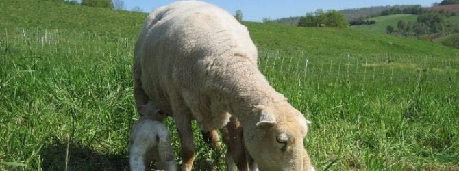 牧场上有两只羔羊的绵羊